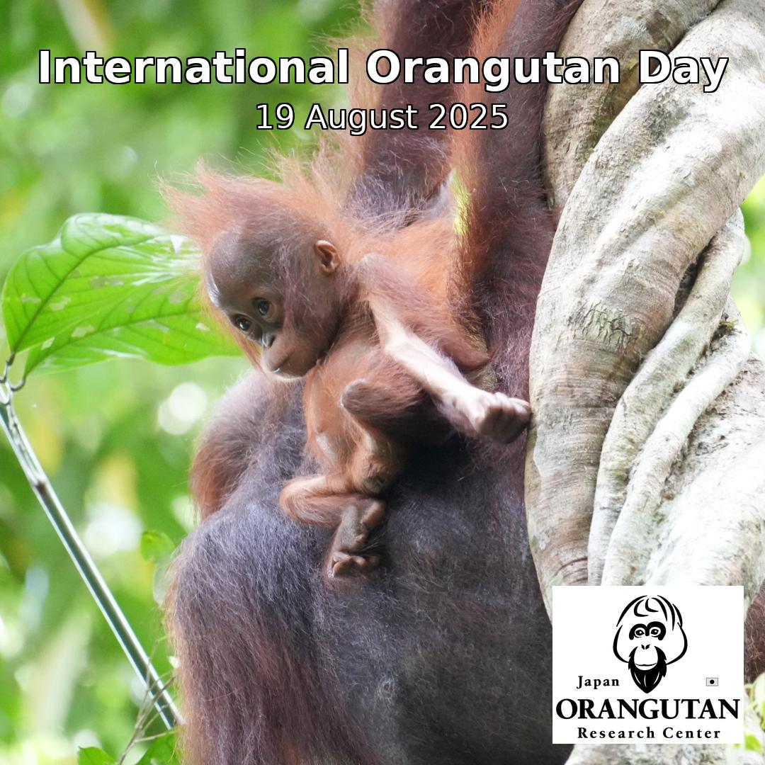 International Orangutan Day 国際オランウータンの日 International Orangutan Day 国際オランウータンの日