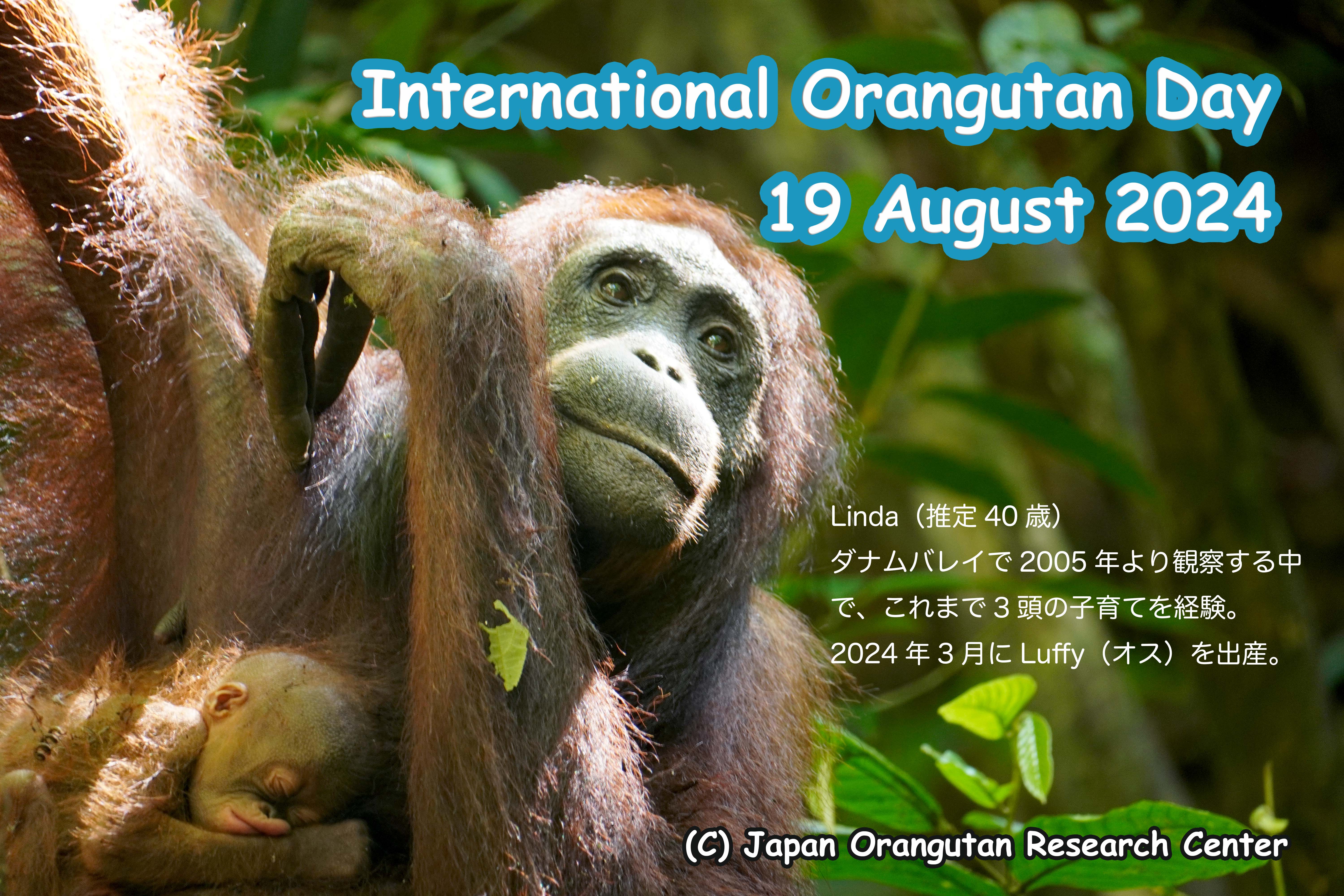 International Orangutan Day 　　　　　　　　　　国際オランウータンの日